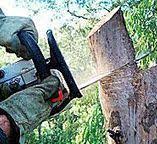 How Our Tree Care Process Works  in  Capron, IL